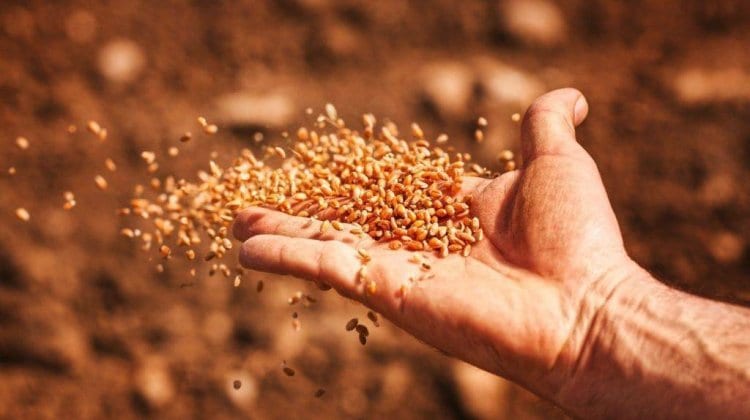ಬೀಜ ಮಸೂದೆ 2025 - ಕೃಷಿಕರ ಗಾಯದ ಮೇಲೊಂದು ಬರೆ!